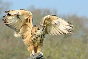 Gufo Spaventapasseri Gufo Spaventapasseri