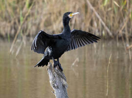 Allontanare-Cormorani