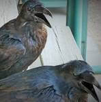 scacciare_corvi Scacciare Corvi