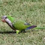 Scacciare Pappagalli Verdi Scacciare_Pappagalli_Verdi