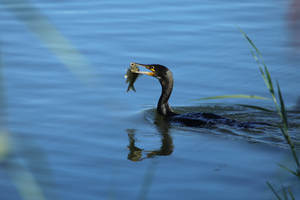 Scacciare-Cormorani