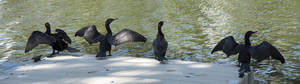Cormorano Specie Invadente Cormorano_specie_invadente