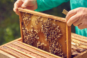 Abeilles et guêpiers