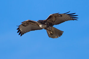 Chasse au faucon