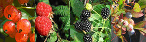frutti-di-bosco-governo-de-la-rioja