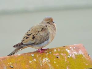 Dissuasori-Per-Antenne