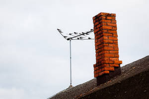 Uccelli-sulle-Antenne