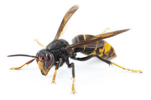 vespa-asiatica-vespa-velutina