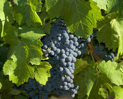 proteggere-le-vigne-dagli-uccelli