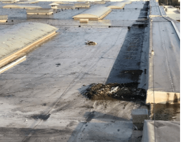 toits avant installation effaroucheur BirdGard pour goélands