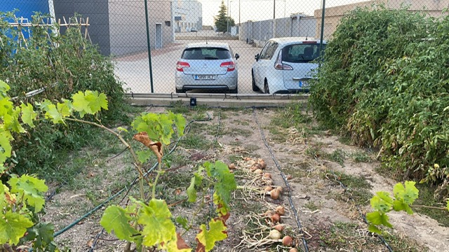 problema-con-i-conigli-nell-orto