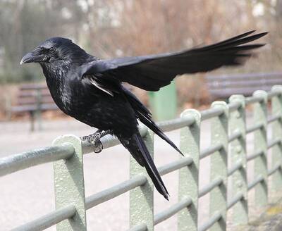 Corneille noire (Corvus corone)