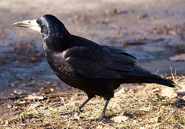 Corbeau freux (Corvus frugilegus)