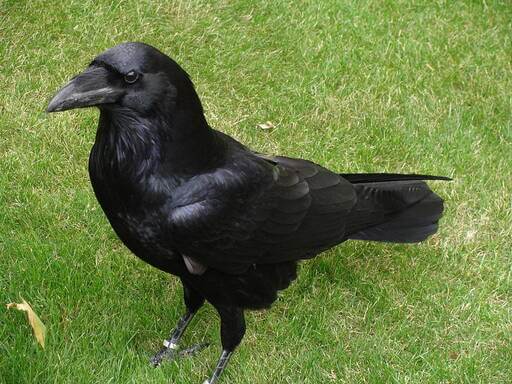 Corbeau impérial (Corvus corax)