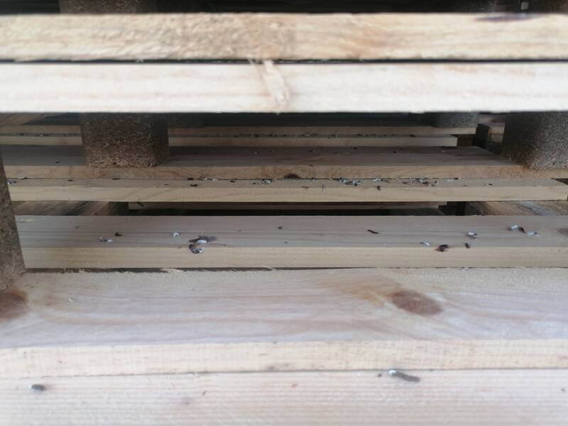 Fientes de moineaux sur palettes