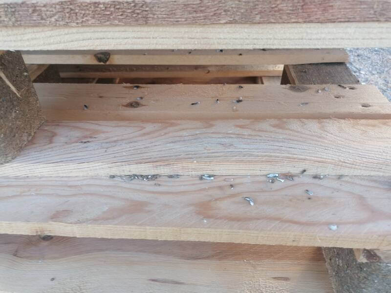 Infestation de moineaux salissant les palettes