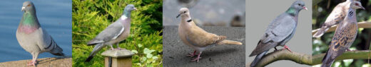 Pigeons et tourterelles perchés sur un toit urbain