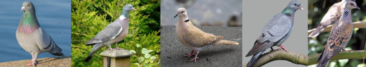 Pigeons et tourterelles perchés sur un toit urbain