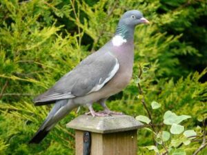 Colombaccio (Columba palumbus)