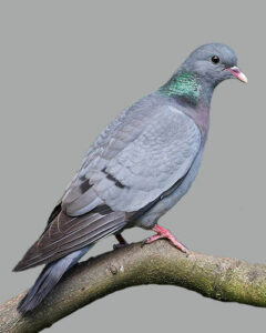 Colombelle (Columba oenas)