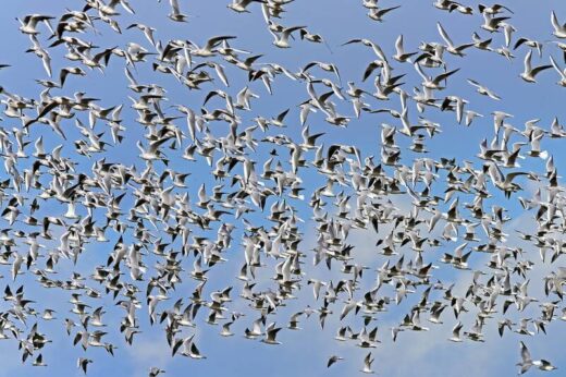 Colonies de mouettes perchées sur les toits d’une ville de l’arrière-pays
