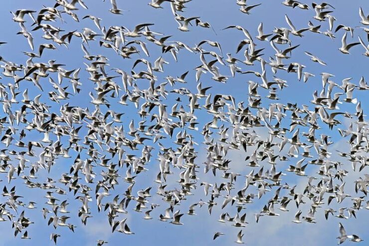 Colonies de mouettes perchées sur les toits d’une ville de l’arrière-pays