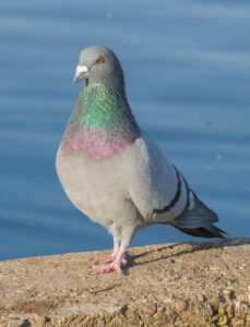 Pigeon biset (Columba livia)