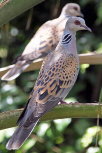Tourterelle des bois (Streptopelia turtur)