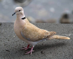 Tourterelle turque (Streptopelia decaocto)