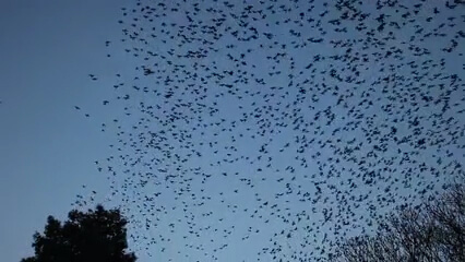 Effaroucheur d’Oiseaux BirdGard Pro face aux pins infestés d’étourneaux