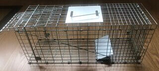 Cage piège pliable ouverte prête à capturer un animal