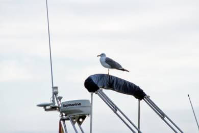 StopGull répulsif pour bateaux - Solution pour éloigner les mouettes, cormorans et autres oiseaux marins des bateaux.