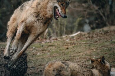 FoxLights protège votre bétail des loups et des renards