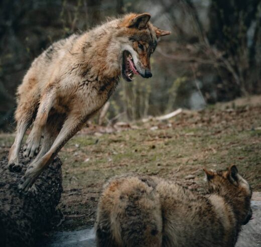 FoxLights, dispositif pour protéger le bétail des loups et des renards avec une lumière clignotante simulant la présence humaine.
